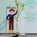 Mandľa obyčajná (Amygdalus communis) ´SANTA CATERINA´ - výška 200-230 cm, obvod kmeňa 6/8cm, kont. C10L (-20°C)